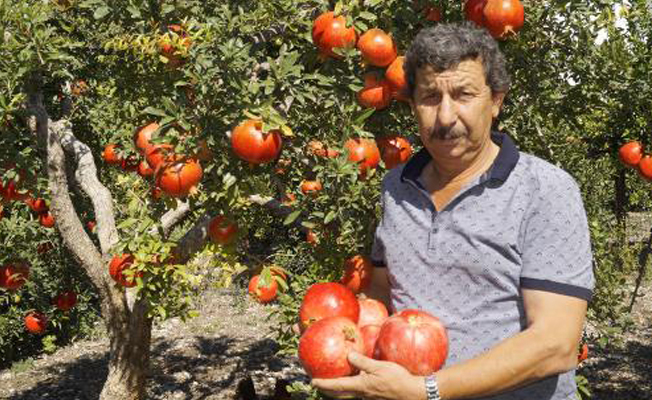Finike'de Hicaz narı hasadı başladı Finike'de Hicaz narı hasadı başladı