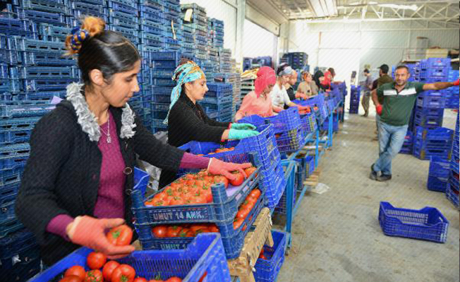 Rusya'nın domates alımı Kumlucalı üreticiyi umutlandırdı