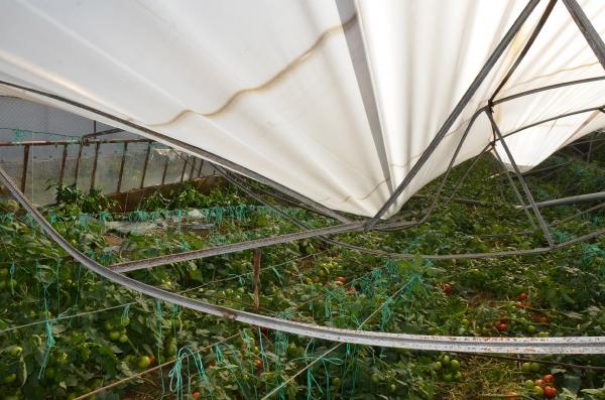 Serik'te yağmur ve fırtına sonrası tarım alanlarında zarar tespiti