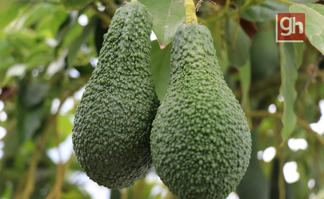 Korona virüs avokado üretimini arttırdı