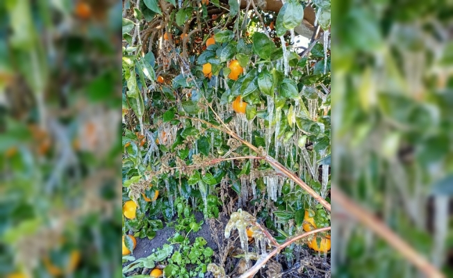 Antalya'da portakal ağaçlarında buz sarkıtları