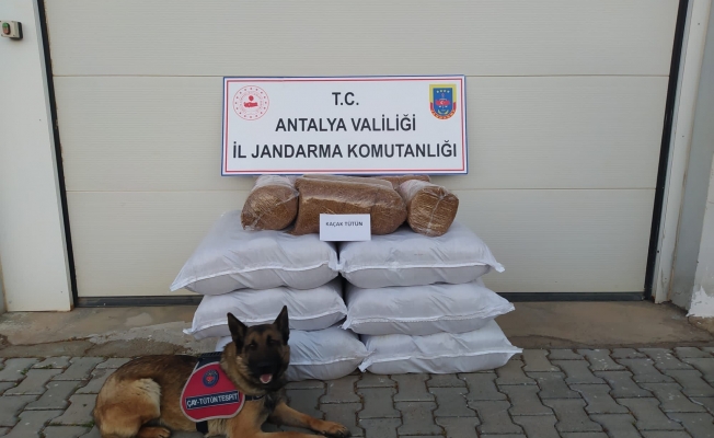 Yolcu otobüsünde 210 kilogram kaçak tütün ele geçirildi Yolcu otobüsünde 210 kilogram kaçak tütün ele geçirildi