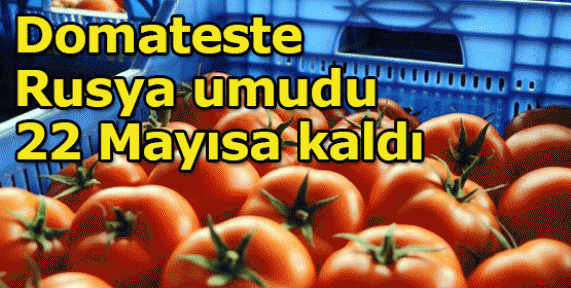 Domateste Rusya umudu 22 Mayıs'a kaldı Domateste Rusya umudu 22 Mayıs'a kaldı