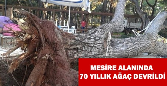 Mesire Alanındaki 70 Yıllık Çam Ağacı Devrildi