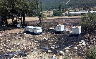 Anız yangınında arı kovanları yandı