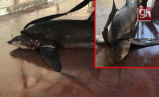 Balıkçıların ağına 6 metrelik köpek balığı takıldı!