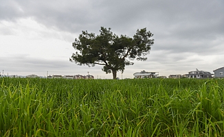 Muratpaşa, buğday üretiminde dünya ortalamasın üzerinde hasat hedefliyor   