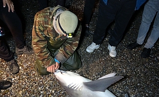 Kuzu balığı zannettiler oltayla 2 metrelik köpekbalığı çektiler