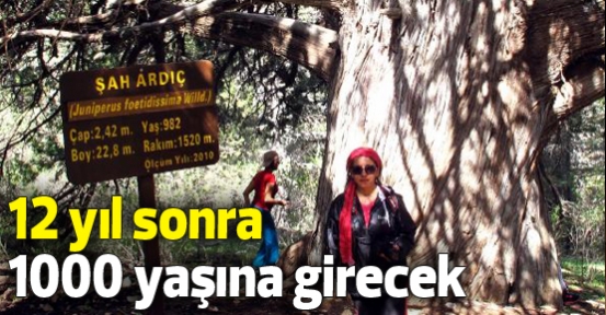 12 yıl sonra 1000 yaşına girecek