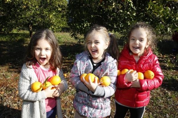 Ekolojik kreş öğrencileri portakal hasadı yaptı