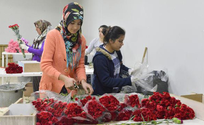 Antalya'dan 25 ülkeye 35 milyon dal 'Sevgililer Günü' çiçeği