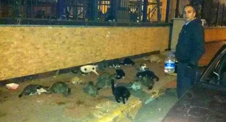 Sokak kedileri için bırakılan mamaları süpürgeyle dağıttı