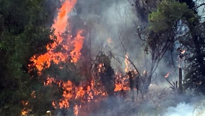 Aksu'da orman yangını