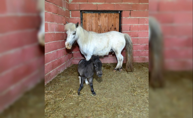 'Kristal'ın siyah yavrusu oldu