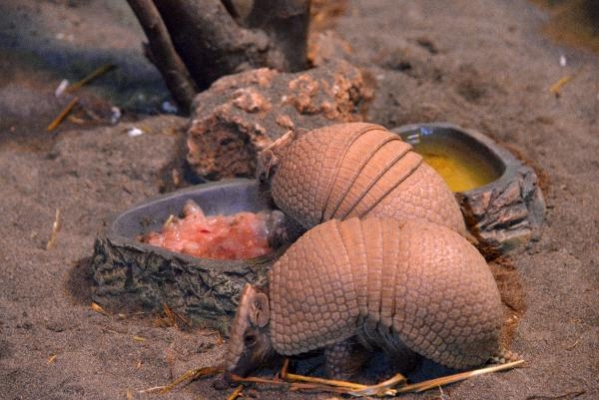 Wild Park'a armadillo geldi