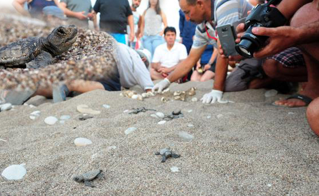 Çıralı'da bir haftada ikinci caretta rekoru