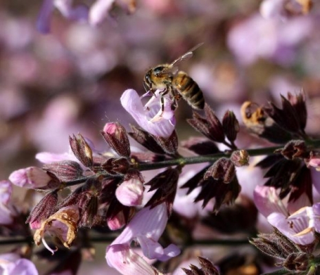 'Milyonlarca arı ölüyor' tarım ilaçları yasaklansın!