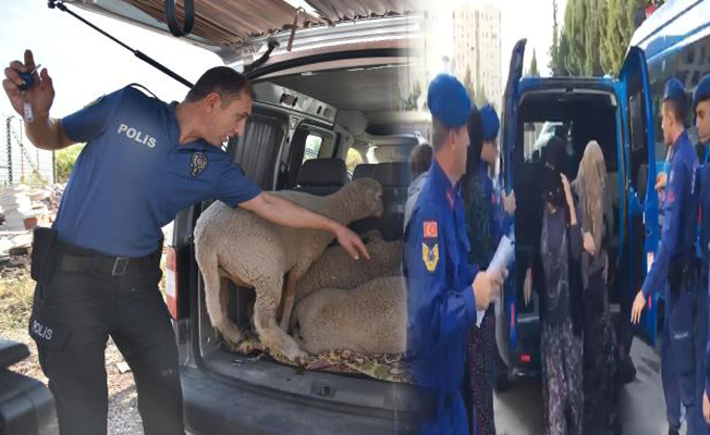 Koyun hırsızları tutuklandı