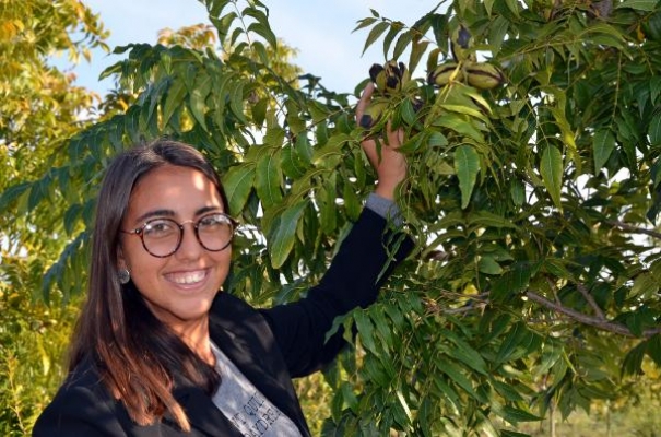 Pikanlar meyve vermeye başladı