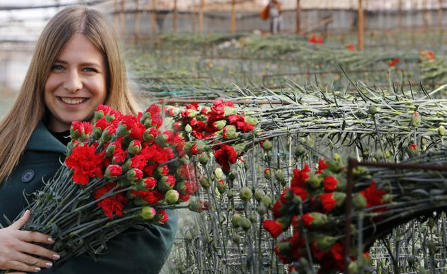 Antalya'dan 20 ülkeye 50 milyon dal 'Sevgililer Günü' çiçeği