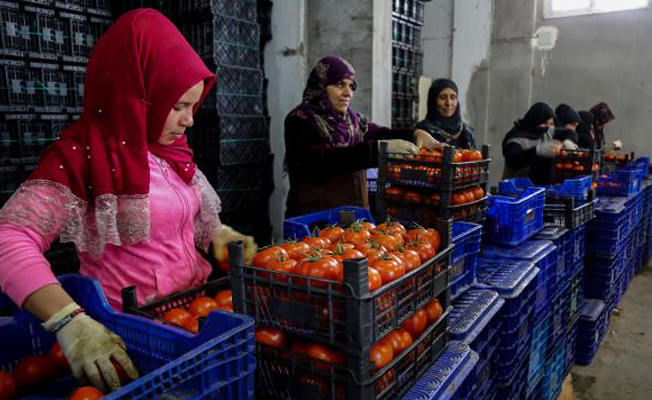 Antalya'dan tanzim satış noktalarına 1000 ton sebze!