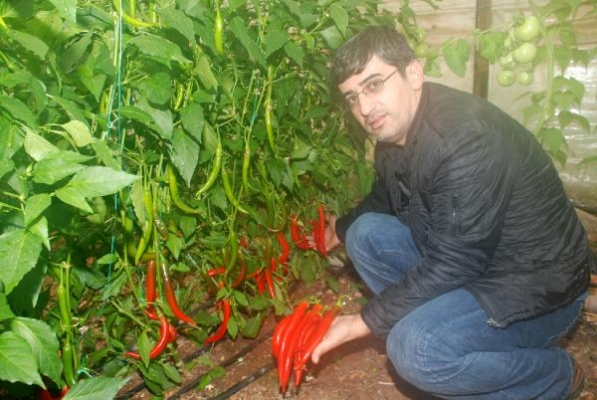 Demre'de Şili biberi üretimi artıyor