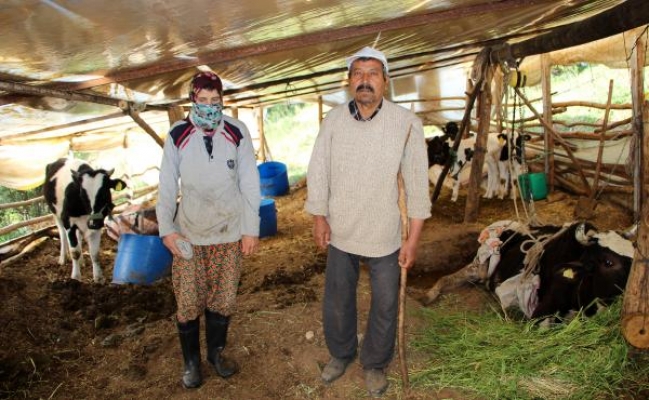 İnekleri doğum yaptıktan sonra ölüyor