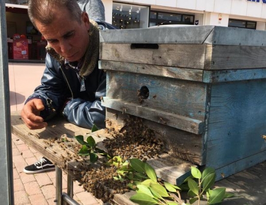 Kovandan çıkan arı kolonisi ağaçta toplandı