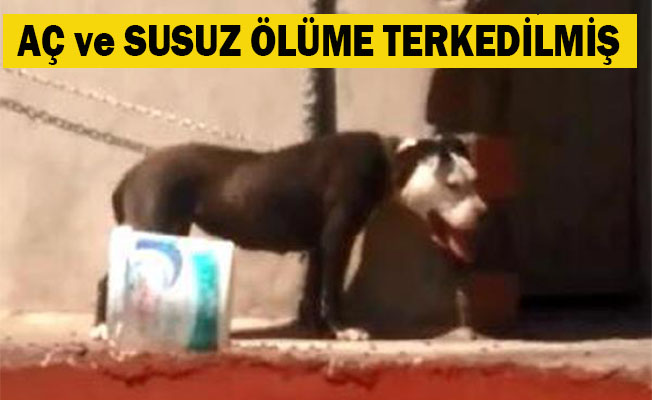 Çatıya bağlanan pitbull telef oldu