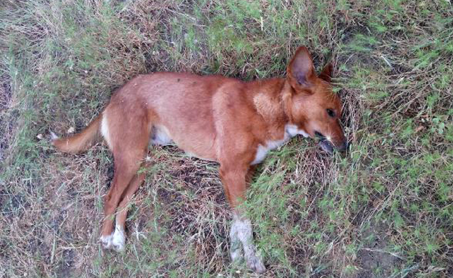 Ceviz bahçesinde 4 köpek ölüsü bulundu