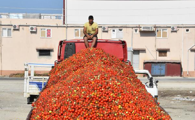 Demre'de salçalık domates krizi çözüldü