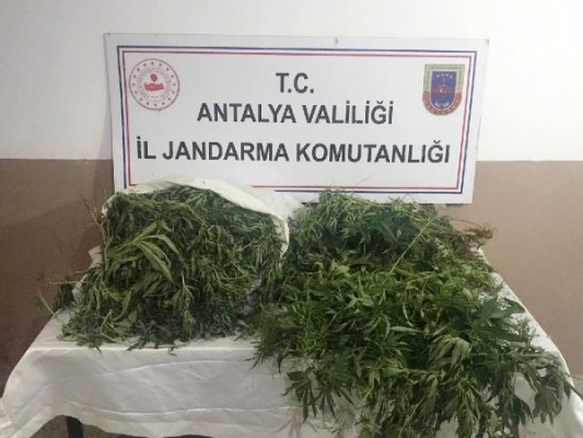 Jandarmadan uyuşturucu operasyonu