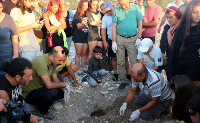 Caretta carettaların zorlu yolculuğu Çıralı'da başladı