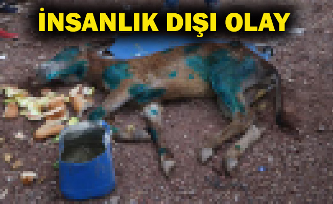 Halıya sarıp ölüme terk ettiler