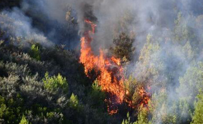 3 hektarlık alan yandı
