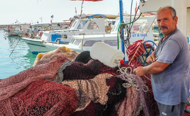 'Balon balığı' balıkçıların kabusu oldu