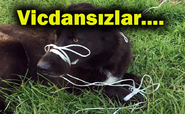 Ayağını ve ağzını bağlayıp, ölüme terk ettiler