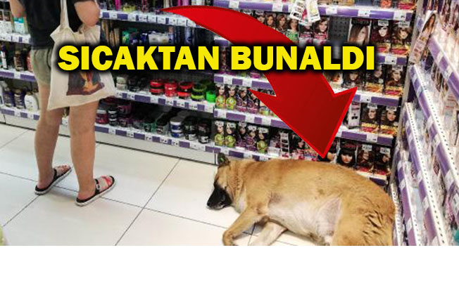 KENDİNİ KLİMALI MAĞAZAYA ATTI