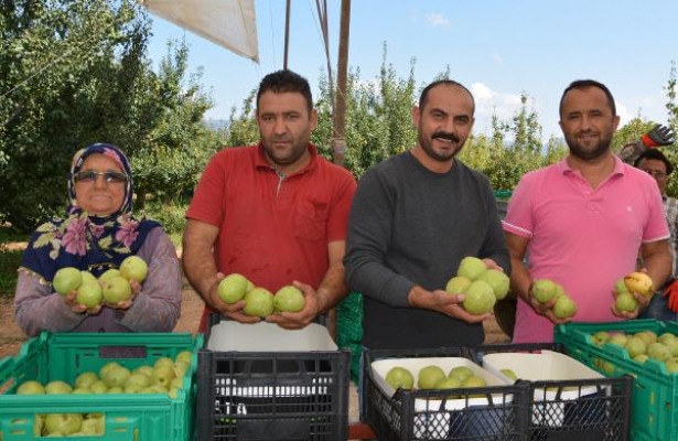 Korkuteli'nde armut hasadı başladı