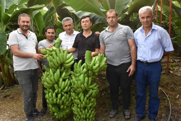 Demre'de 40 yıl sonra muz üretildi