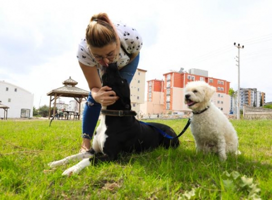 'Ruhsatı olmayan pitbull beslemesin'