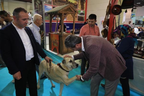 Tescilli Kangal köpeği 'Bozo' fuarın gözdesi