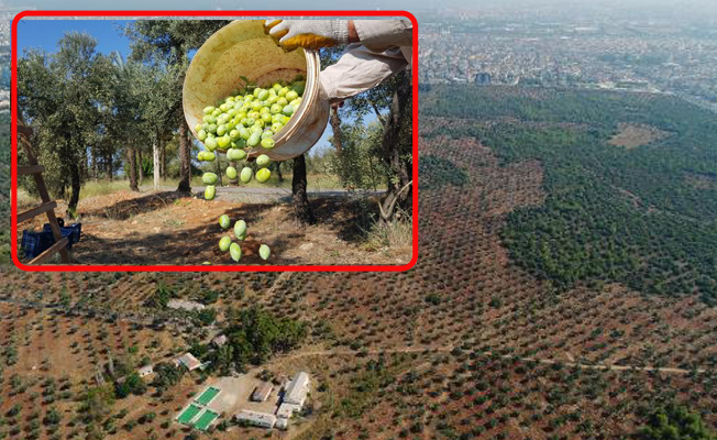 Türkiye'nin en büyük zeytin bahçesinde hasat başladı