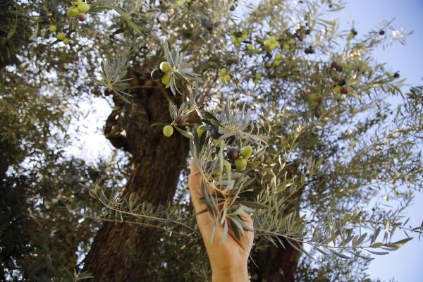 Yol inşaatından sökülen 6 asırlık zeytin ağacı meyve verdi