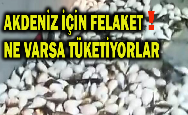 YÜZLERCESİ  AĞA TAKILDI