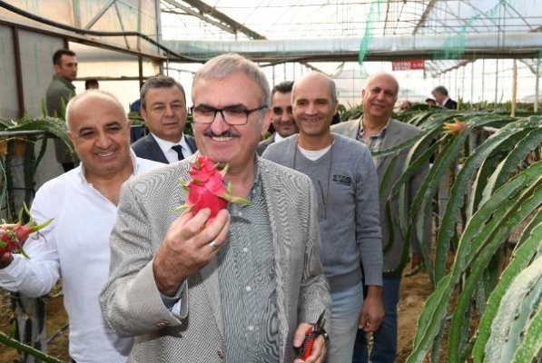 Antalya'da ejder meyvesi hasadı başladı