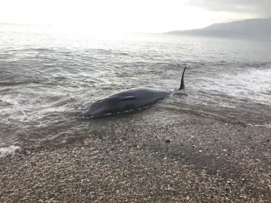 Kıyıya vuran balina, kurtarılarak denize bırakıldı