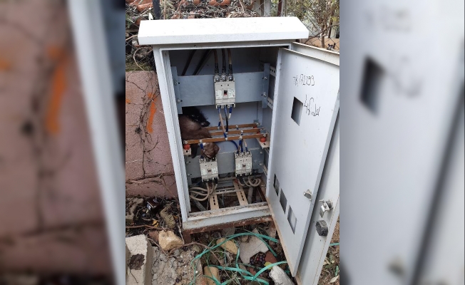 Elektrik panosuna giren sansar, telef oldu