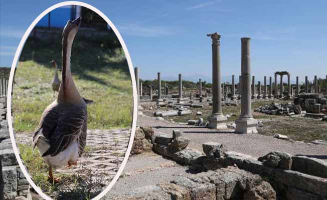 PERGE'YE SÜRGÜN EDİLEN KAZLAR PERGE'YE SÜRGÜN EDİLEN KAZLAR