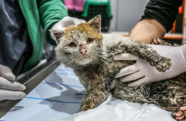 Depremzede kedi, Antalya'da tedavide